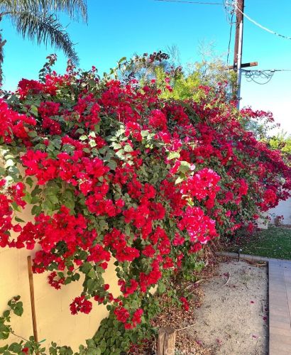 78440 Runaway Bay Dr, Indio CA  92203-8143 exterior