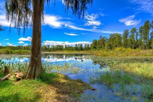 7832 Blue Spring Dr, Land O Lakes, FL 34637-7492
