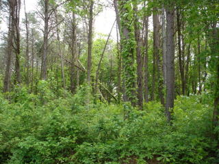505 Pickard Ave, Cookeville, TN 38501-2936