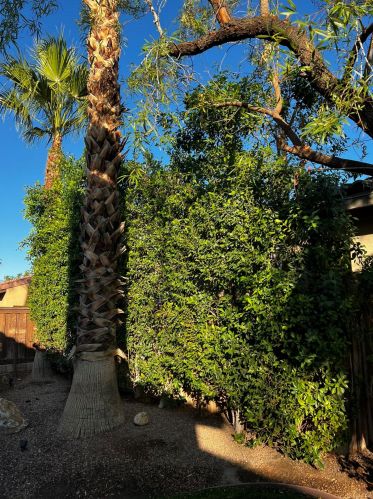 64451 Brae Burn Ave, Desert Hot Springs CA  92240-1240 exterior