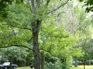 433 Eddy Ln, Franklin, TN 37064-2937