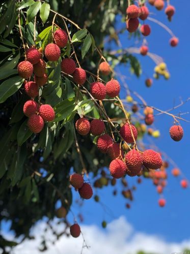 2362 Anini Pl, Pearl City HI  96782-1137 exterior