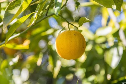 283 Cecilia Way, Tiburon CA  94920-2105 exterior