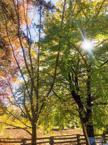 3932 Harrison Grade Rd, Sebastopol CA  95472-9359 exterior