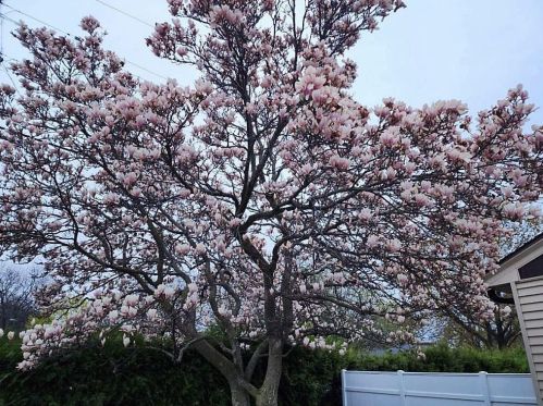 1138 Thrush St, Green Bay WI  54303-4336 exterior