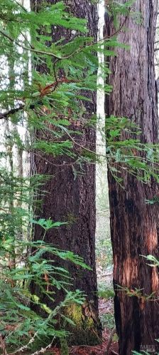 43400 Iversen Rd, The Sea Ranch CA  95445-7582 exterior