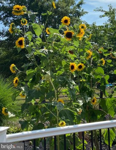 1209 Knollbrook Dr, Lansdale PA 19446-5117 exterior