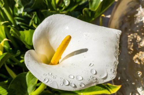 228 Marvin Ave, Los Altos CA  94022-3712 exterior