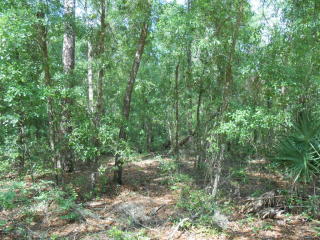 364 Tinsley Rd, Florahome, FL 32140-2224