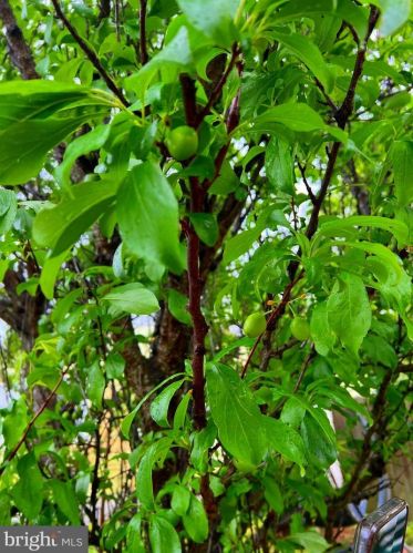 17925 Windward Dr, Lewes DE  19958-4139 exterior