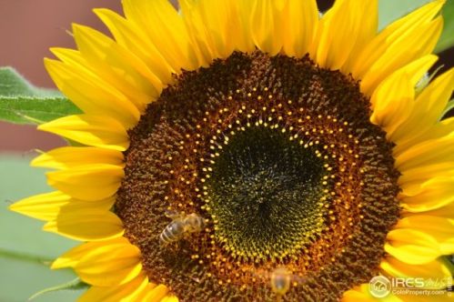 3570 Cloverleaf Dr, Boulder CO  80304-1520 exterior