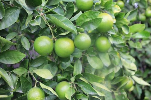 7929 Azalea Dr, Buena Park CA  90620-1919 exterior