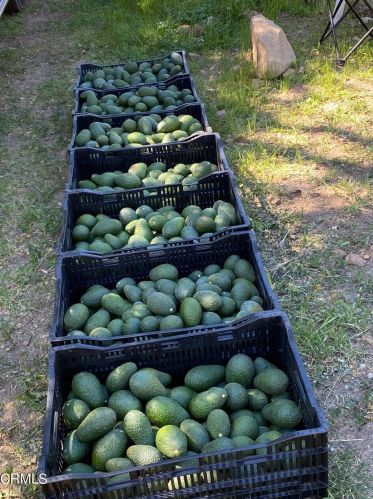 13001 Koenigstein Rd, Santa Paula CA  93060-9667 exterior