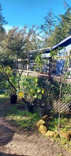 43400 Iversen Rd, The Sea Ranch CA  95445-7582 exterior