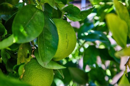 10976 Glencreek Cir, San Diego CA 92131-2627 exterior