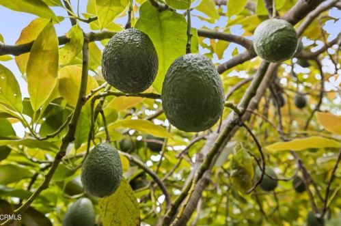 1121 Port Cir, Oxnard CA  93035-2212 exterior