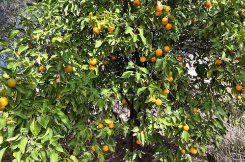 6623 Ballinger Ave, San Diego CA  92119-1822 exterior