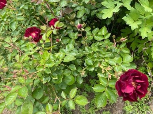 46 Vermont Ave, Milford CT  06460-7043 exterior