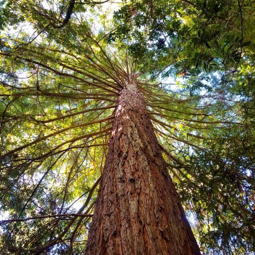 3932 Harrison Grade Rd, Sebastopol CA  95472-9359 exterior