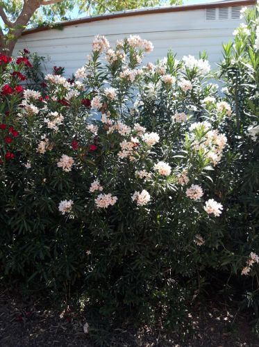 5201 Camelback Rd, Phoenix AZ  85031-0608 exterior