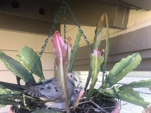 8 Arboles, Irvine CA 92612-2626 exterior