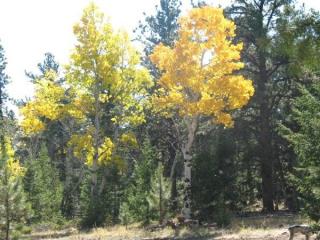 4147 Campfire Rd, Hartsel, CO 80449-8538