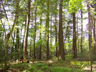 4509 Lake Lucerne Dr, Crandon, WI 54520-9058