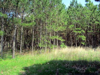 9291 75th St, Chiefland, FL 32626-5059