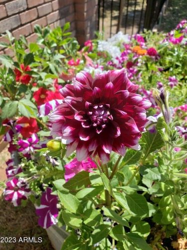 733 Campbell Ave, Gilbert AZ 85234-3215 exterior