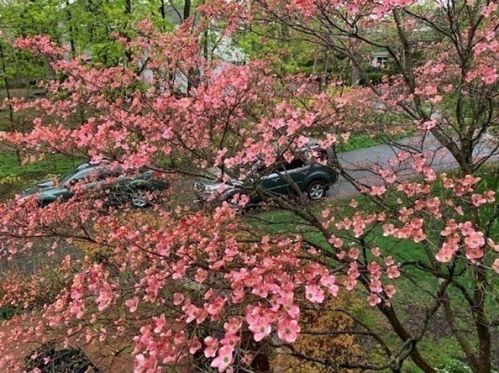 52 Church St, Dedham MA  02026-4340 exterior