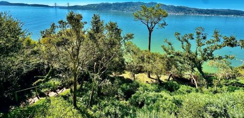 423 Belvedere Ave, Tiburon CA 94920-2492 exterior