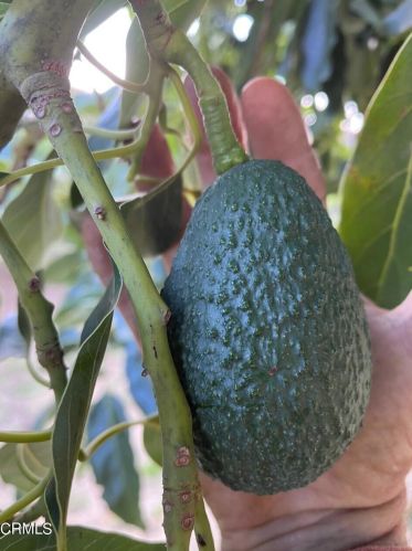 13001 Koenigstein Rd, Santa Paula CA  93060-9667 exterior