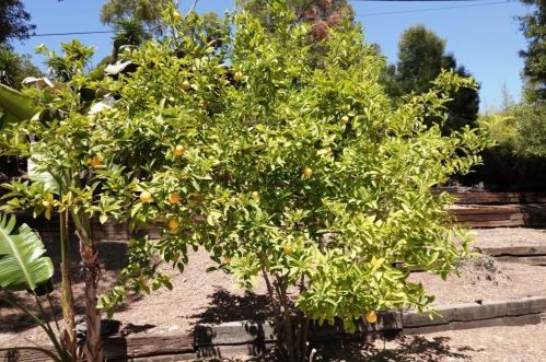 2006 Maycrest Ave, South Pasadena CA  91030-4209 exterior