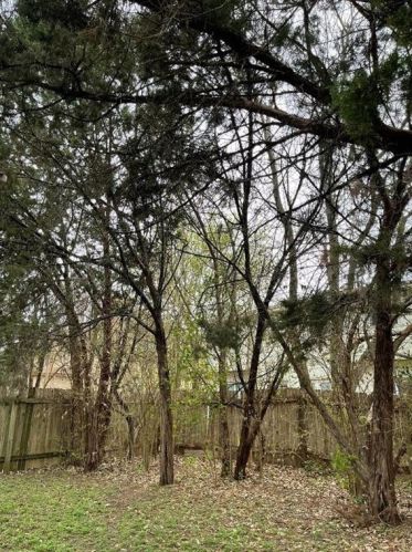 1221 Armadillo Rd, Austin TX  78745-3807 exterior