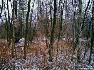 8337 County Route 75, Prattsburgh, NY 14873-9538
