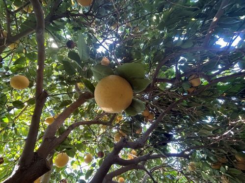 64 Sierra Madre Way, Rancho Mirage CA  92270-3933 exterior