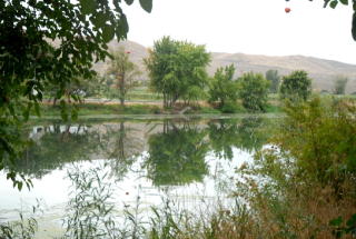 12105 Missimer Rd, Prosser, WA 99350-7212
