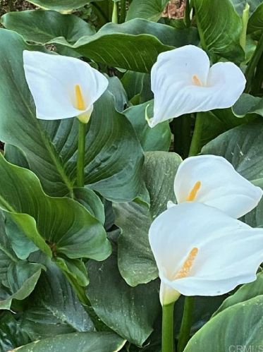 1247 Ln Cresta Blvd, El Cajon CA 92021-4032 exterior