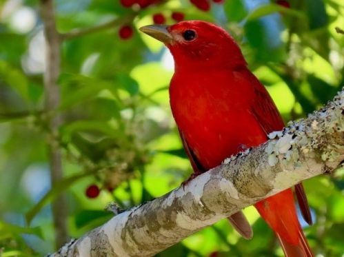 211 Bayshore Dr, Saint George Island FL  32328-3365 exterior