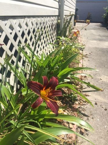 2214 33 St, Galveston TX 77550-7508 exterior