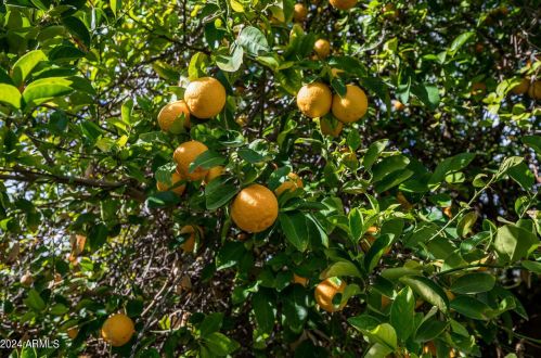 7039 Mcdonald Dr, Scottsdale AZ 85253-5406 exterior