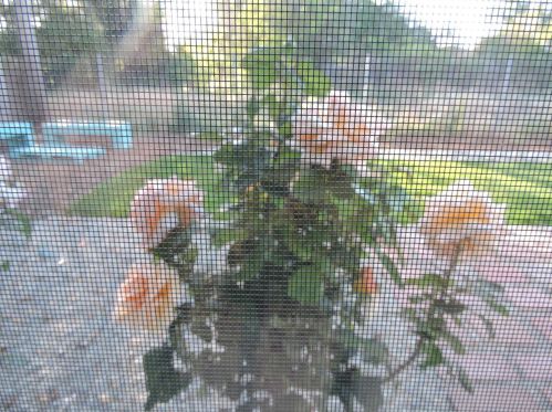 6577 Melrose Dr, North Highlands CA  95660-4378 exterior