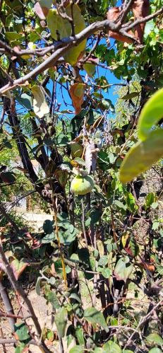 166 Nebraska St, Lake Elsinore CA  92530-1861 exterior