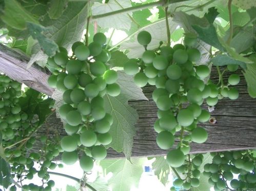 32 Denison Ave, Groton CT  06340-4415 exterior