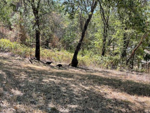 22619 Eastside Rd, Willits CA  95490-9780 exterior