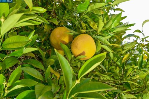 1 Carousel Ct, San Ramon CA  94583-1707 exterior