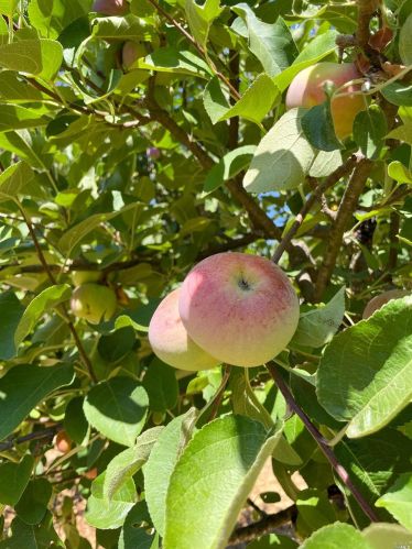 22619 Eastside Rd, Willits CA  95490-9780 exterior