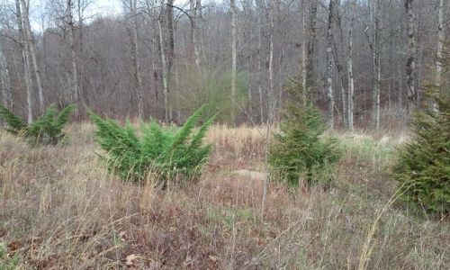142 Calico Ln, Crawford, TN 38554-3461