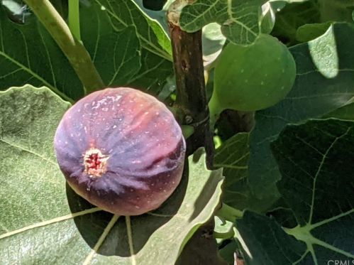 1087 Via Verona Dr, Chico CA  95973-1030 exterior