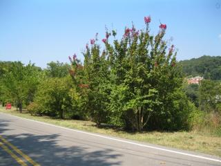 1230 Cliftee Dr, Brentwood TN  37027-4105 exterior